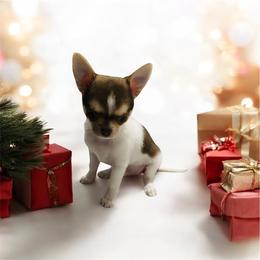 Chihuahua Puppies from Mystic Angels Chihuahuas