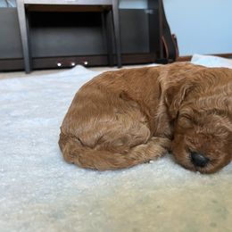 Cavapoo Puppies from Jorden’s Cavapoo’s