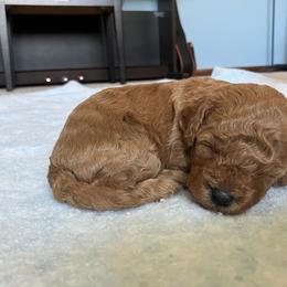 Cavapoo Puppies from Jorden’s Cavapoo’s