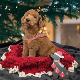 Snow White - Red  female Poodle puppy in Mongomery, Texas from Celestial Jewels Poodles