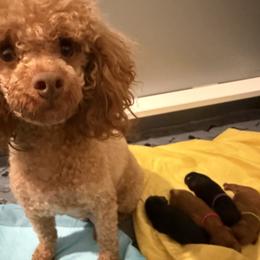 Poodle Puppies from Oodles of poodles LLC.