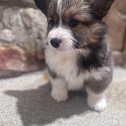 Scout - Sable male Pembroke Welsh Corgi puppy in Elberta, Utah from 3F Farms- Pembroke Welsh Corgis and Irish Wolfhounds