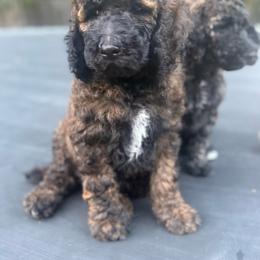 Cappuccino - Brown female Poodle puppy in Redding, California from Canyon Creek Kennels
