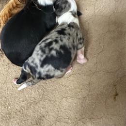Bailey - Blue merle female Australian Shepherd puppy in Asheboro, North Carolina from Stellar Aussies