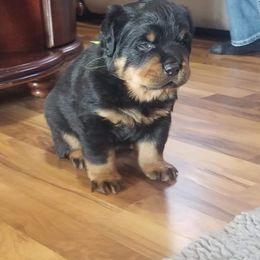 Rottweiler Puppies from Royalhaus Rottweilers