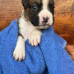 Boxer Puppies from Upstream Kennels