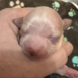 Stark - Fawn male Chihuahua puppy in Seneca, Missouri from Stephanie’s Puppy Colony
