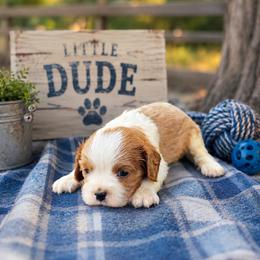 Dusty - Blenheim male Cavalier King Charles Spaniel puppy in Turkey, North Carolina from Country Side Acres