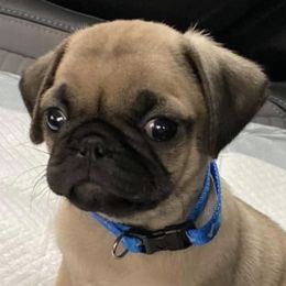 Pugs from Northern Michigan Pugs