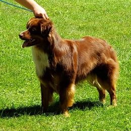 Thor - Australian Shepherd