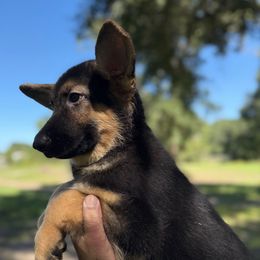 Knox - Black and tan male German Shepherd puppy in Florida from Best Shepherds