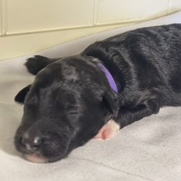Ivey - Black phantom female Aussiedoodle puppy in North Carolina from Carolina Doodles