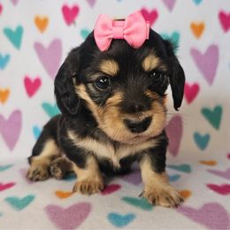 Ember - Black and cream female Dachshund puppy in Whitehall, Montana from Blue Mountain Dachshunds