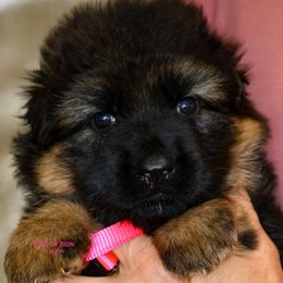 Girl 3 - Black and red female German Shepherd puppy in Alvarado, Texas from King Of Zion German Shepherds