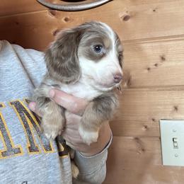 Capone - Fawn (isabella) and cream male Dachshund puppy in Cheyenne, Wyoming from Great Basin Hounds