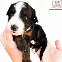 Gomez - male Australian Mountain Doodle puppy in Corydon, Indiana from Ridgeline Doodles