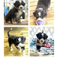 Flash - male Barbado da Terceira puppy in Myrtle Beach, South Carolina from Os Reis Barbado da Terceira and Runway Papillons