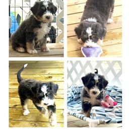 Flash - male Barbado da Terceira puppy in Myrtle Beach, South Carolina from Os Reis Barbado da Terceira and Runway Papillons