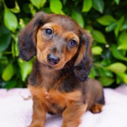 Amethyst - Red female Dachshund puppy in Temecula, California from Naomi Magee's Dachshund Kennel