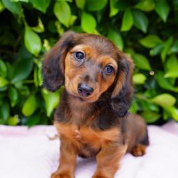 Amethyst - Red female Dachshund puppy in Temecula, California from Naomi Magee's Dachshund Kennel