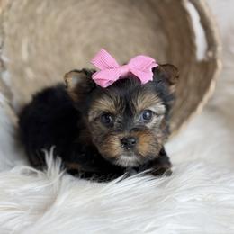 Mini - Black and tan female Yorkshire Terrier puppy in Hardin, Texas from Katrinas puppies