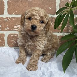 Cockapoo Puppies from Home Raised Cockapoos