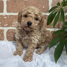 Cockapoo Puppies from Home Raised Cockapoos