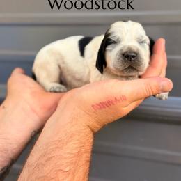 Woodstock - Black and white male English Springer Spaniel puppy in Uvalda, Georgia from Willow Creek Farms