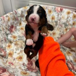 Sam - Black tri male Miniature Australian Shepherd puppy in Sweeny, Texas from Peach Creek Minis