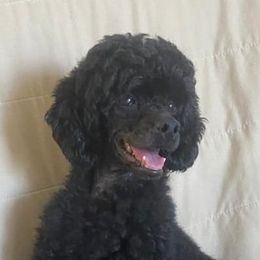 Nicole - Poodle
