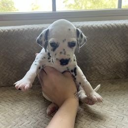 Oak - White and black male Dalmatian puppy in Fort Walton Beach, Alabama from Kasens Dalmatians
