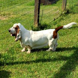 Katerina - Basset Hound