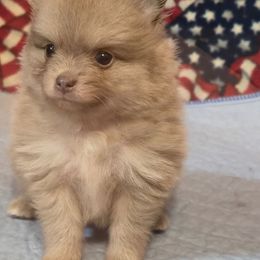 Tiny tot - Beaver male Pomeranian puppy in Pickton, Texas from Mandy's Precious Poms