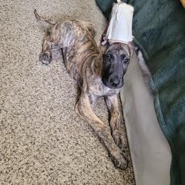 Great Dane Puppies from The Greater Dane Kennel