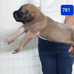 AKC PUP 781 - Fawn male Mastiff puppy in Ava, Missouri from Ozark Mountain Mastiffs