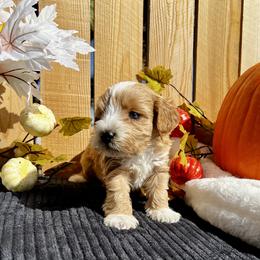 Domino - Wheaten male Miniature Schnauzer puppy in Menifee, California from Moonshine’s Minis