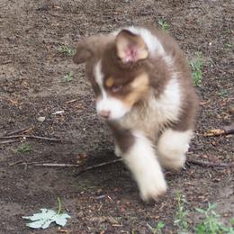 Oscar - Red tri-color male Australian Shepherd puppy in Cape Girardeau, Missouri from Promise Keeper Kennel