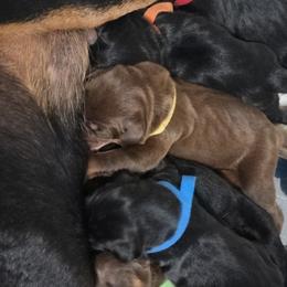 Red Boy - Red and rust male Doberman Pinscher puppy in Houston, Texas from Tycho's Dobermans
