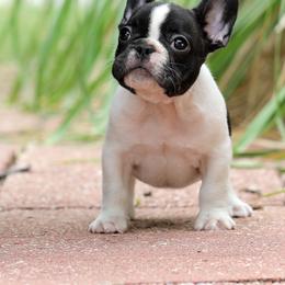 Blue Collar - White and brindle male French Bulldog puppy in Wichita, Kansas from Phantasticus French Bulldogs