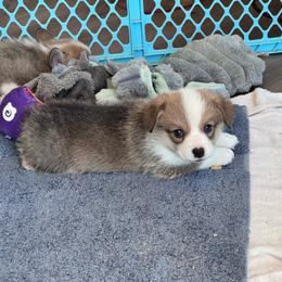 Boy 2 - White and red male Pembroke Welsh Corgi puppy in Tehachapi, California from Trotter Hill Farms
