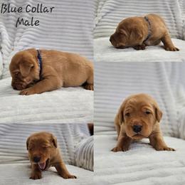 Blue Collar- Male - Yellow male Labrador Retriever puppy in Boyd, Minnesota from Lindley Labradors