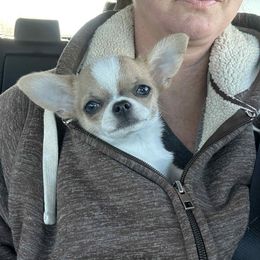 Mila - Sable spotted white female Chihuahua puppy in Palmyra, Indiana from Country Star Chihuahuas