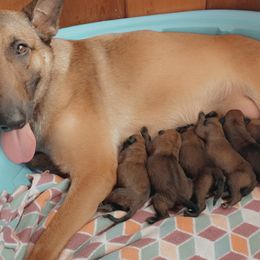 Belgian Malinois Puppies from Pyrex Kennels