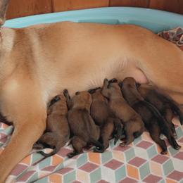Belgian Malinois Puppies from Pyrex Kennels