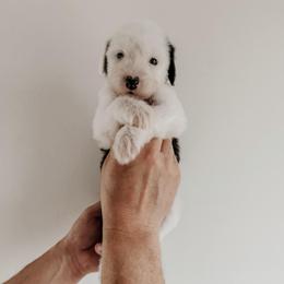 Becky. - Black and white female Sheepadoodle puppy in Wabash, Indiana from DOODCompany