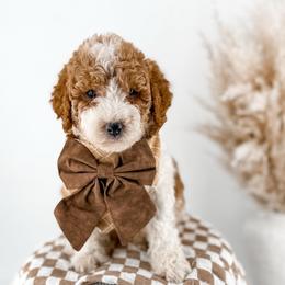 Hattie's Last Chapter- Epilogue - Parti male Goldendoodle puppy in Russell Springs, Kentucky from Milk & Honey Doodles
