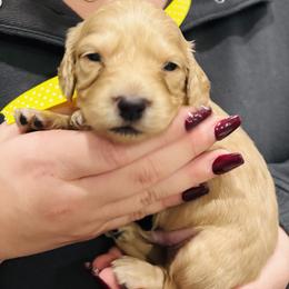 Cutter - Cream male Dachshund puppy in Altus, Oklahoma from Johnson Prairie Pups