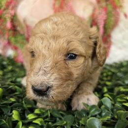 Purple collar - Apricot female Poodle puppy in Spring Branch, Texas from Bear Hills kennel
