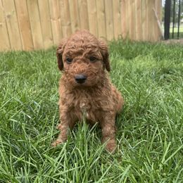 Reagan (Hot Pink) - Red  female Goldendoodle puppy in Casper, Wyoming from 307 Doodles