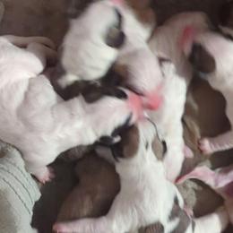 Boy 5 - White male Central Asian Shepherd Dog puppy in Mena, Arkansas from Red Desert Australian Cattle Dogs